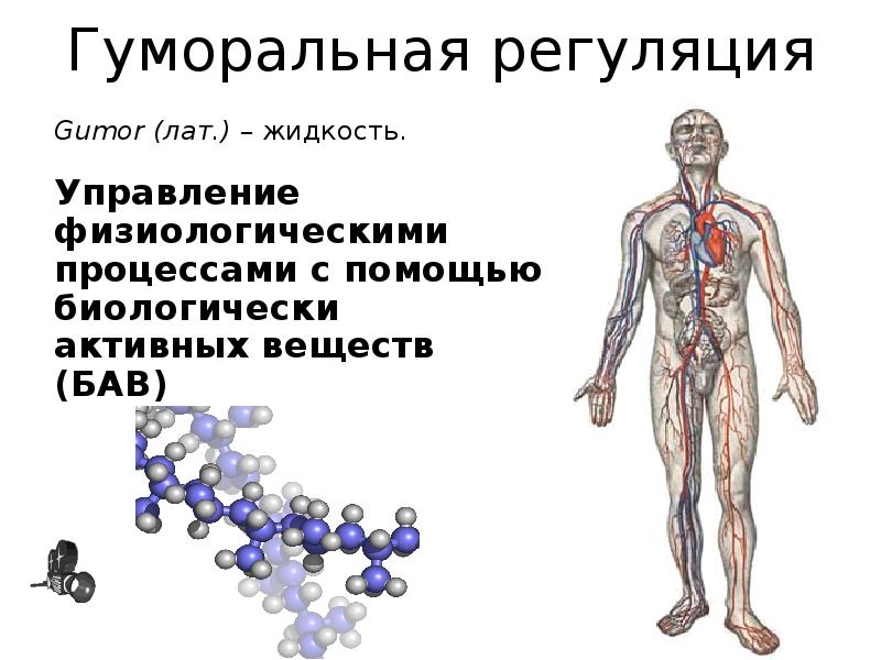 Гуморальная система