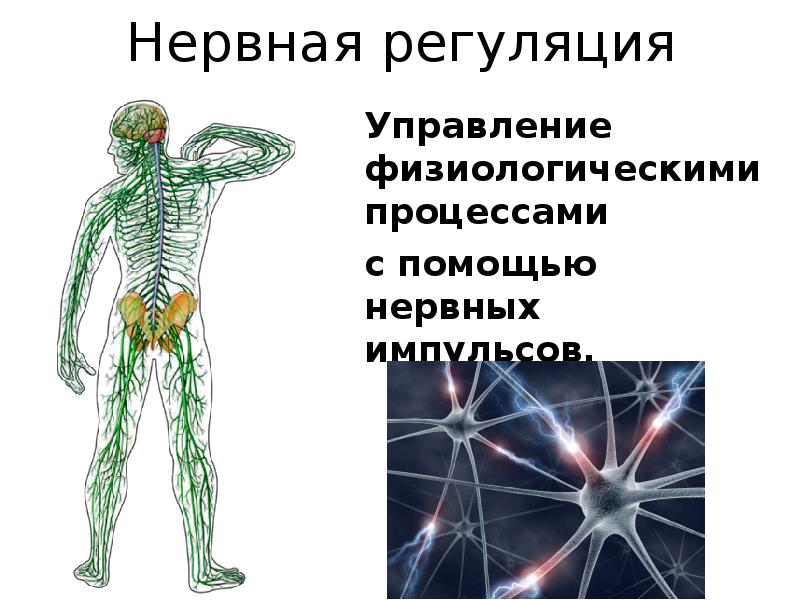 Функциональные системы органов человека