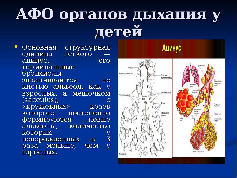 Структурная единица легкого