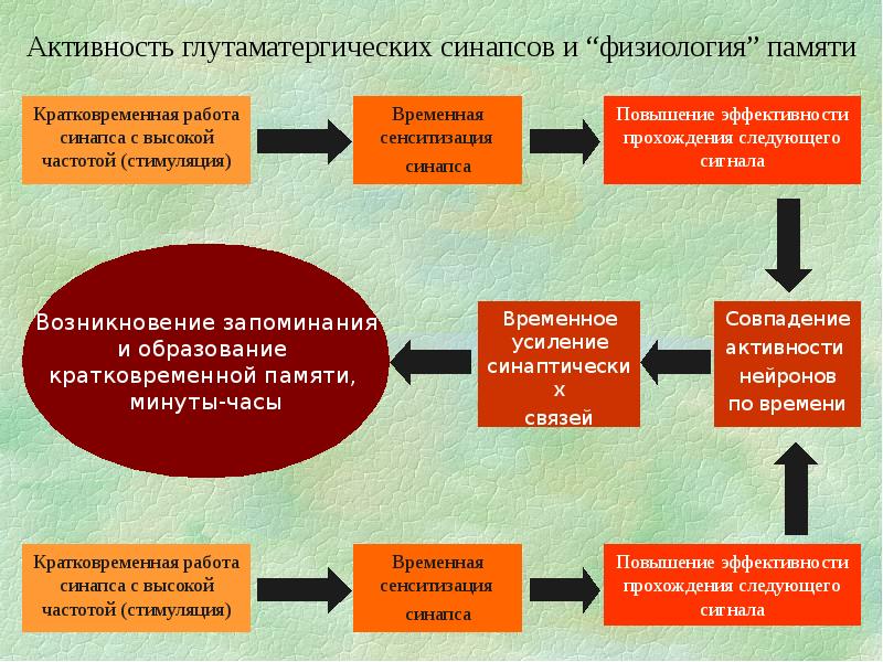 Физиология памяти презентация