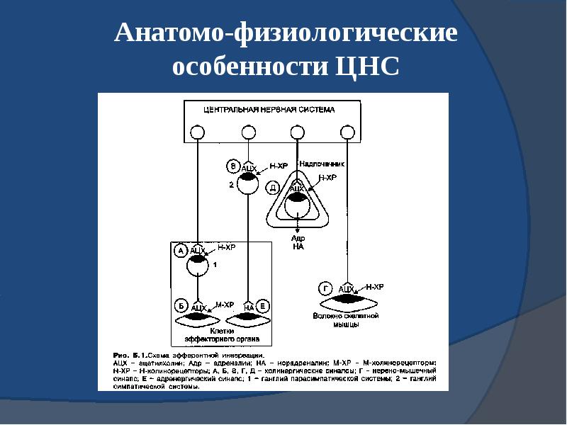 Лекарственное растительное сырье влияющее на эфферентную нервную систему презентация