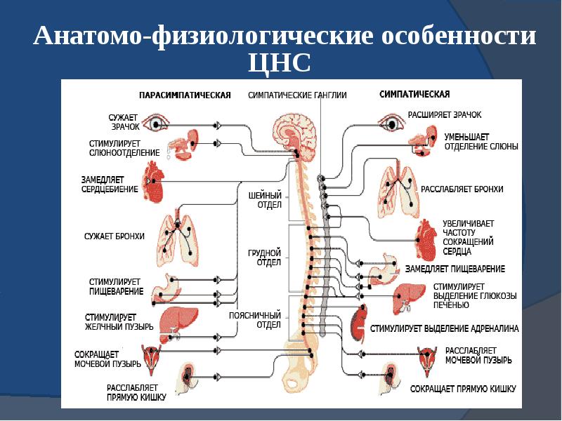 Эфферентная иннервация презентация