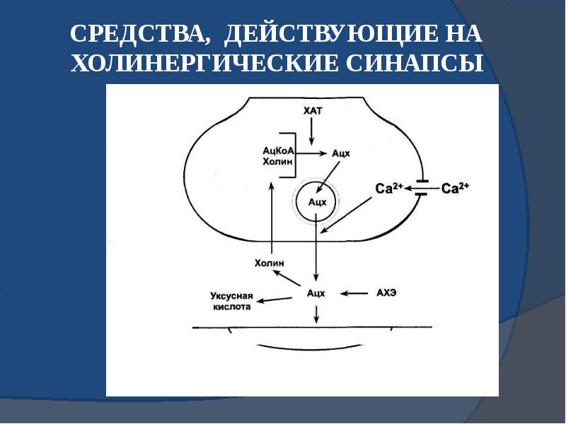 Презентация холинергические средства