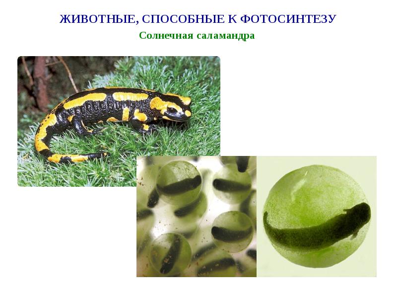Способность к фотосинтезу у животных. Некоторые животные способны. Животные способны к. Некоторые животные способны. Удивительные способности животных доклад.