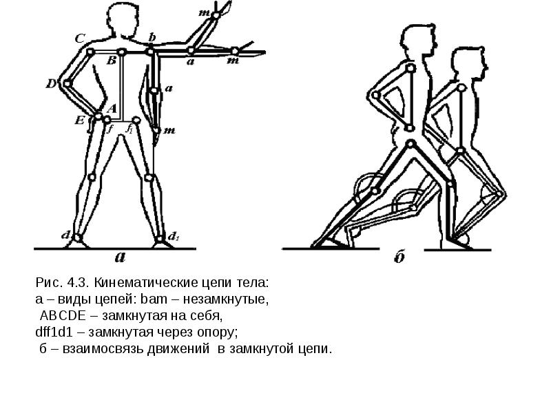 Локомоторные движения презентация