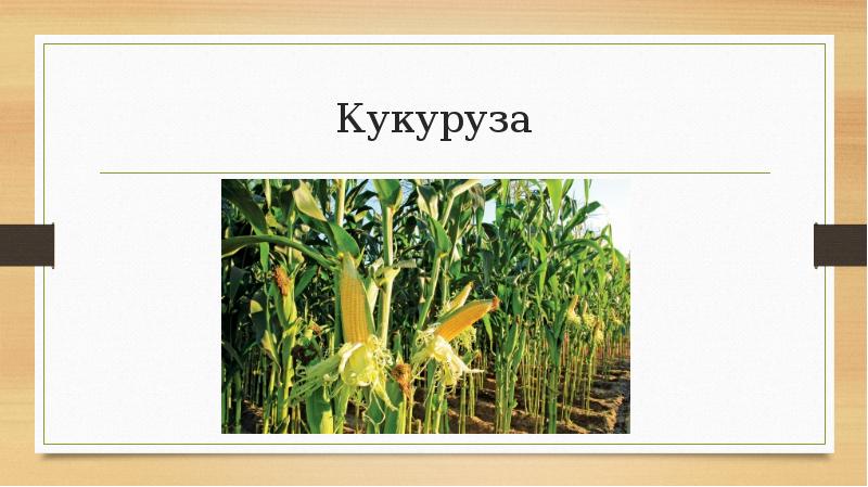 растения растущие на черноземе степи. кукуруза злак. кукуруза растет. кукуруза обыкновенная фармакогнозия. культурные растения саванн.