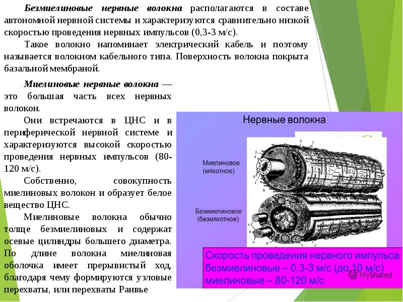 Схема развития нервных волокон