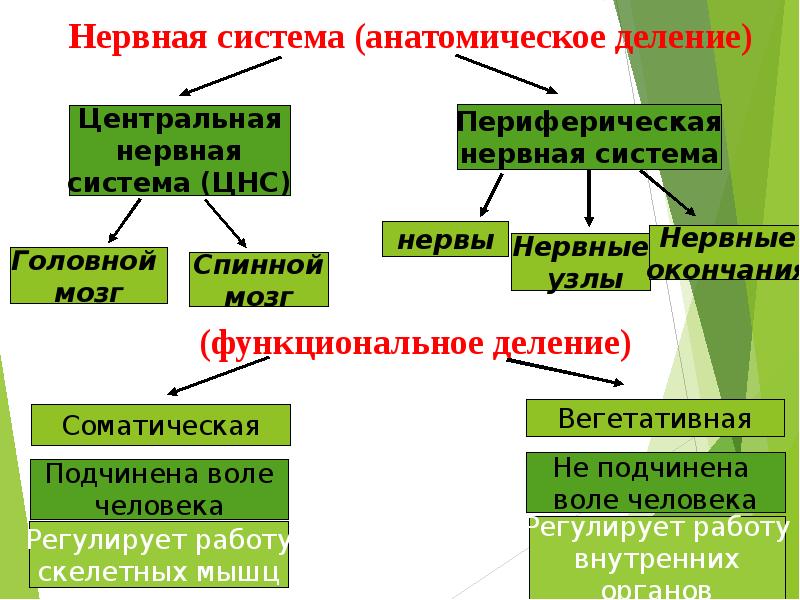 Классификация нервной системы