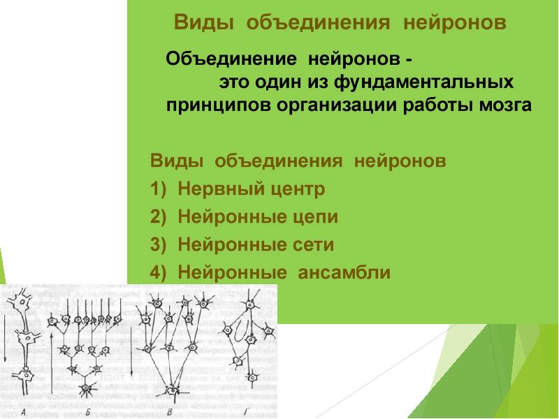 Система это объединение. Объединение нейронов. Виды объединения нейронов. Типы объединения нейронов. Нейронные сети физиология.