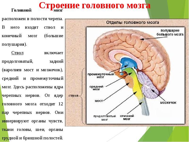 Обмен веществ промежуточный мозг. Строение ствола мозга. Отделы мозга продолговатый промежуточный. Ствол головного мозга строение и функции анатомия.