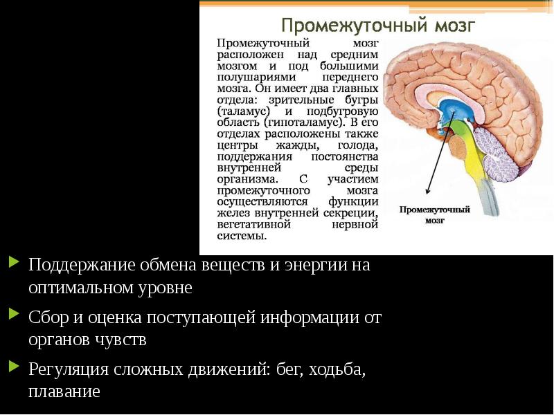 Нервы промежуточного мозга