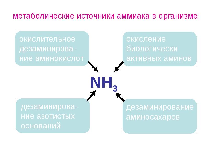 Общие пути метаболизма аминокислот. Аминокислотный обмен. Общие пути обмена аминокислот в организме.. Аминокислотный обмен в организме. Примеры нарушения обмена аминокислот.