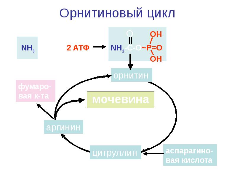 Орнитиновый цикл реакции. Орнитиновый цикл этапы. Орнитиновый цикл регуляторный фермент. Орнитиновый цикл биохимия реакции. Реакции орнитинового цикла биохимия.
