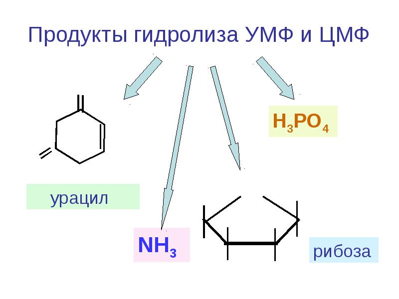 Схема образования 5 цмф