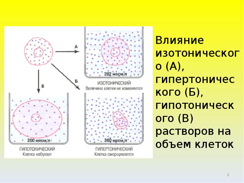 Величина клетки