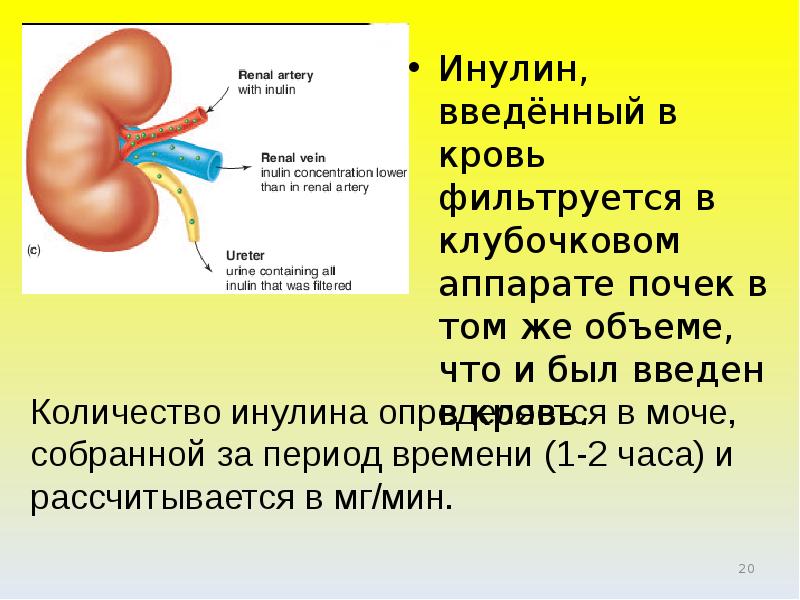 Функции почек презентация