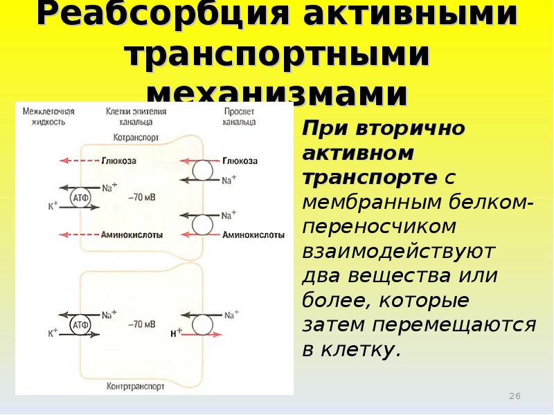 Всасывание аминокислот и глюкозы механическое. Реабсорбция веществ в почке. Реабсорбция Глюкозы и аминокислот. Реабсорбция белков и аминокислот. Реабсорбция схема.