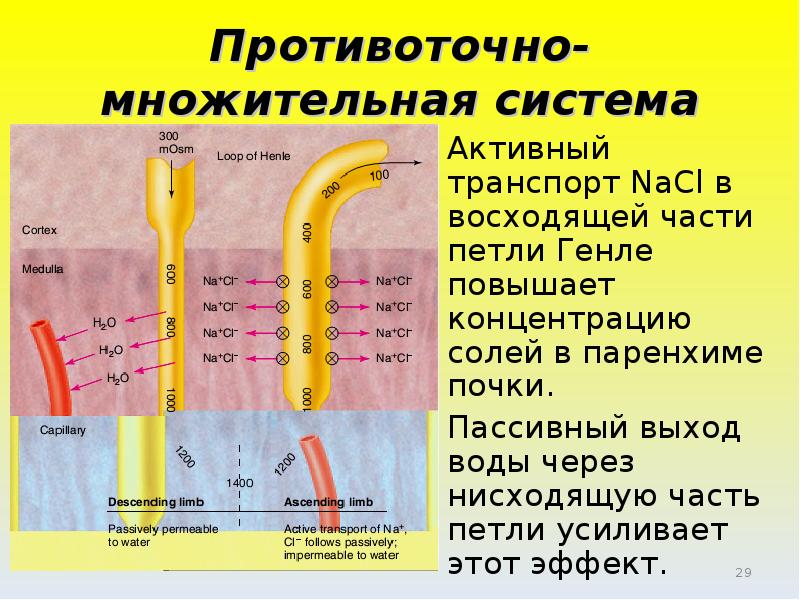 Схема поворотно противоточной множительной системы почек