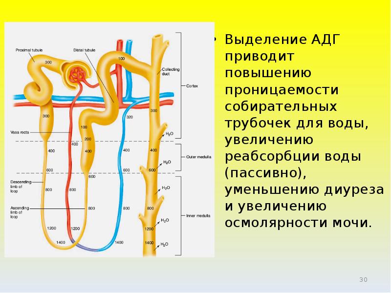 Какую функцию выполняет собирательная трубка. Собирательные трубочки почек. Реабсорбция в собирательных трубочках. Собирательная трубочка нефрона функция. АДГ на собирательные трубочки.