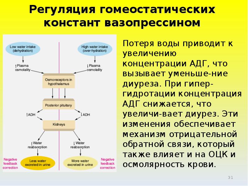 Вазопрессин диурез. Вазопрессин регуляция секреции. Регуляция выработки вазопрессина. Регуляция Констант крови. Влияние АДГ на диурез.