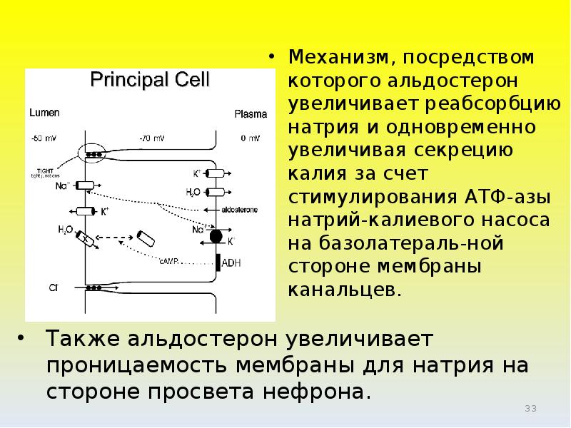 Посредством механизма. Реабсорбция ионов калия. Реабсорбция калия в почках. Регуляция водно-солевого баланса альдостерон. Реабсорбция натрия в почках.