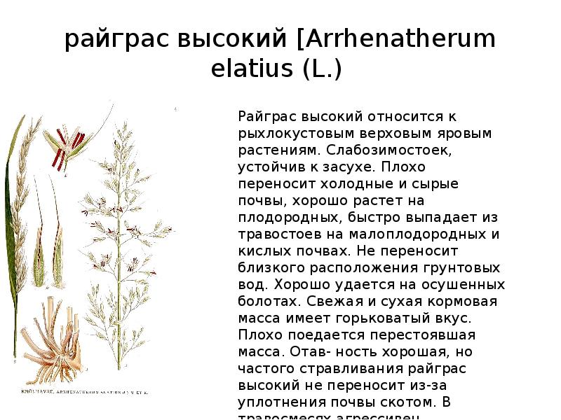 Райграс однолетний фото и описание