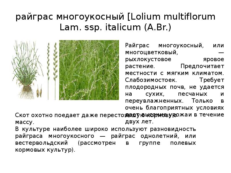 Райграс пастбищный описание и фото для газона