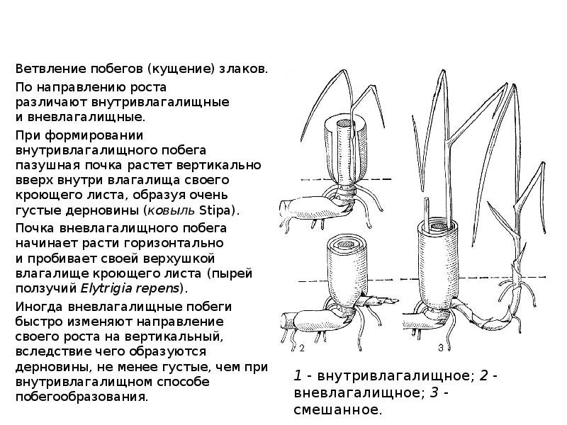 Схемы типов кущения