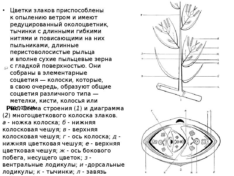 Семейство злаковые диаграмма цветка