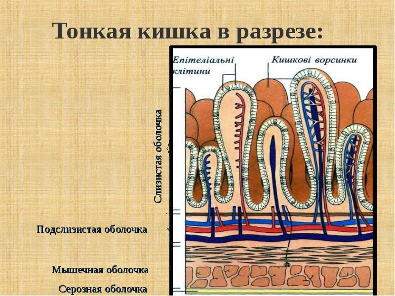 Кишечник в разрезе рисунок