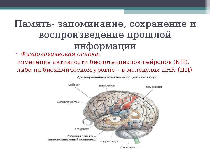 Психофизиология памяти презентация