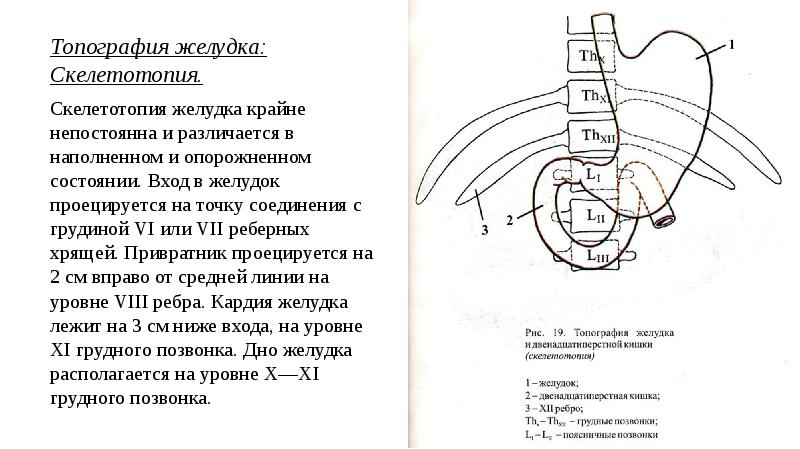 Лекция 10. Топографическая анатомия желудка. Операции на …