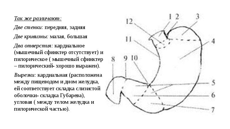 Отделы желудка схема