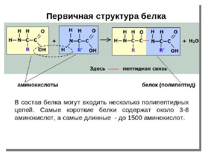 Строение белков презентация