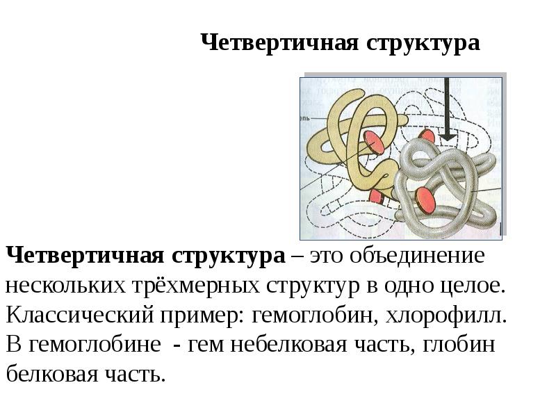 Строение белков презентация