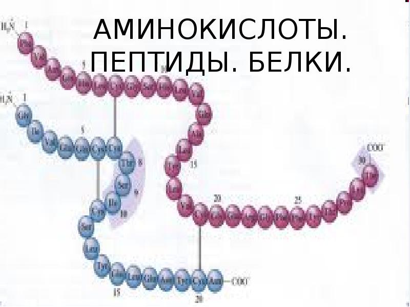 Презентация белки и пептиды