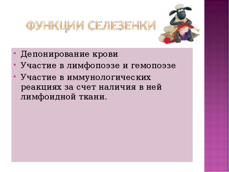 Депонирование крови Депонирование крови Участие в лимфопоэзе и гемопоэзе Участие в