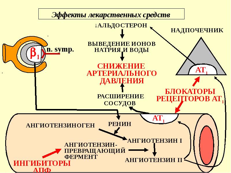 Схема патогенеза артериальной гипертензии с учетом роли ренин ангиотензин альдостероновой системы