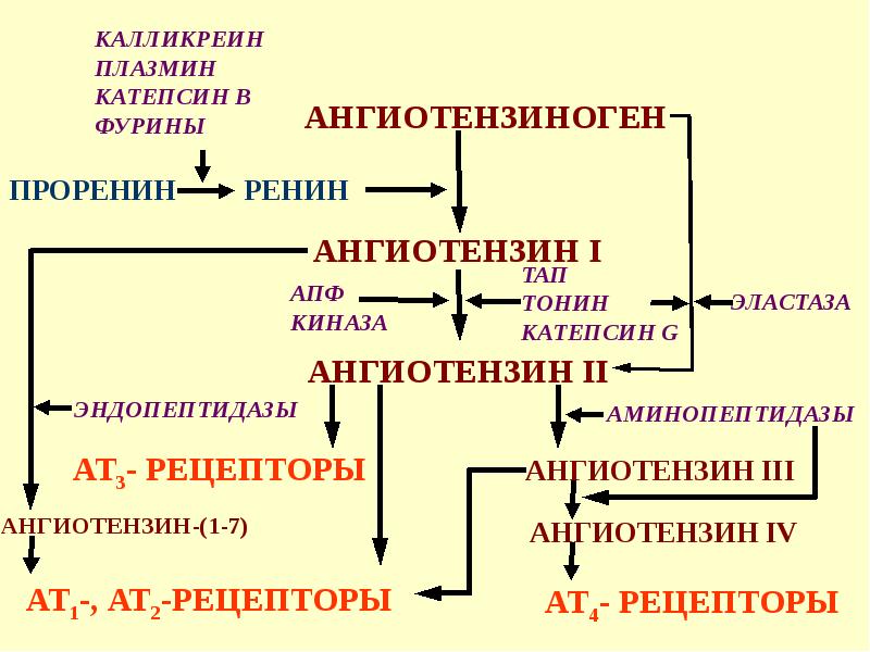 Ренин ангиотензиновая система схема