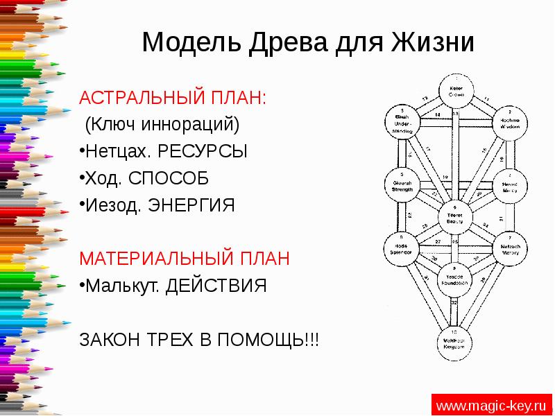 Схема древа жизни