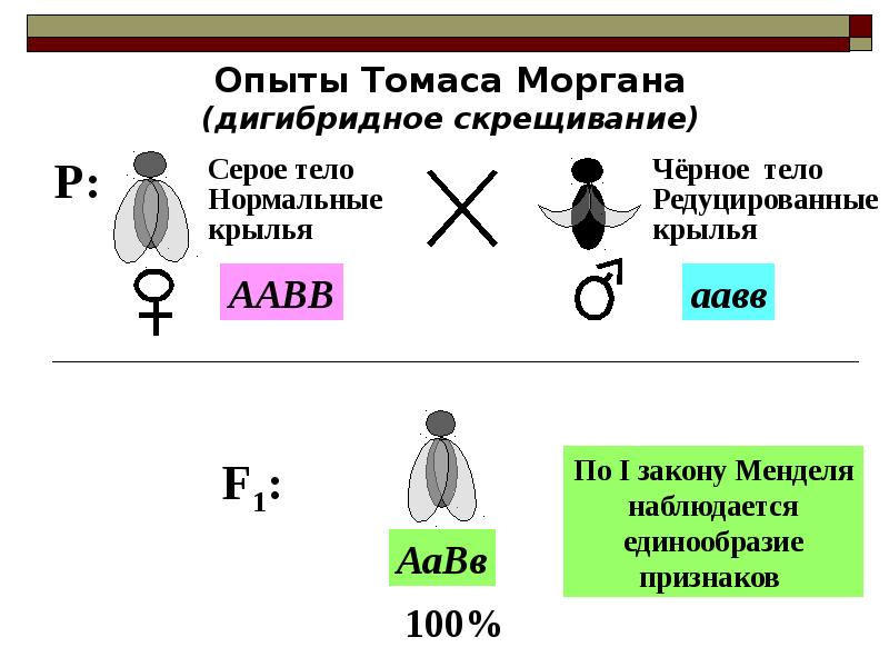 Анализирующее скрещивание презентация 9 класс