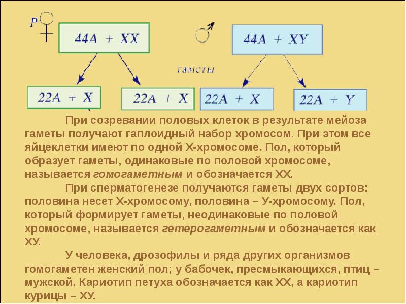 В половых клетках содержится хромосом. Презентация на тему генетика пола. Генетика пола это в биологии. Генетика пола у растений. Генетика пола таблица.