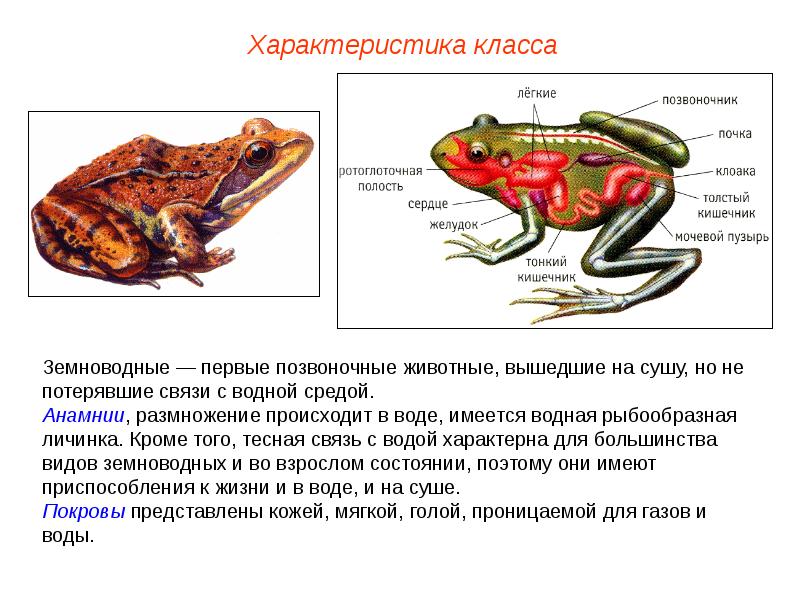 Презентация по биологии класс земноводные