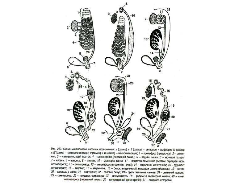 Эволюция выделительной системы у животных схема