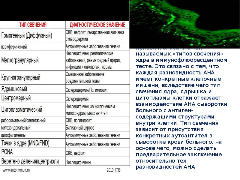 Анф ядерный гранулярный