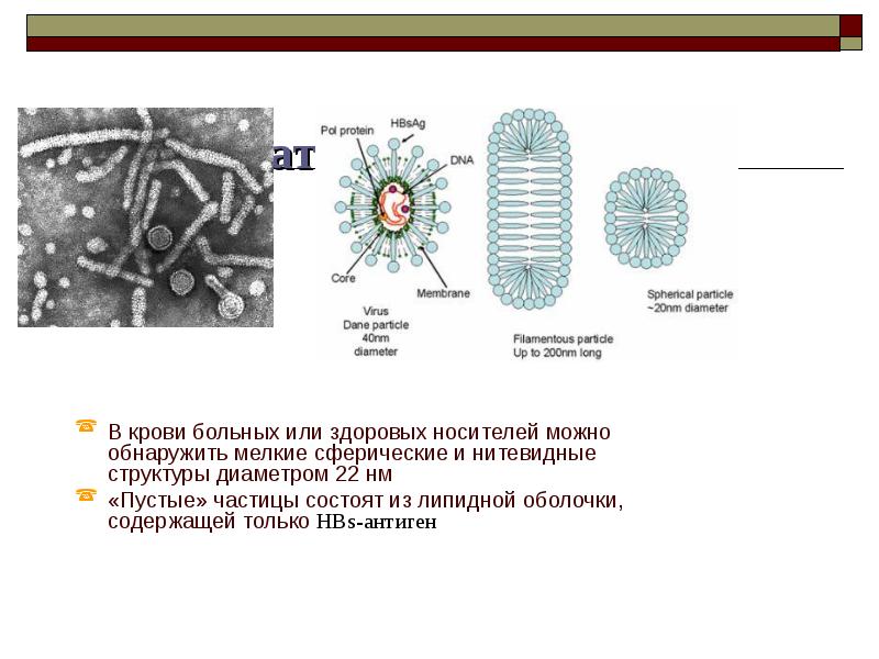Вирус гепатита в микробиология презентация