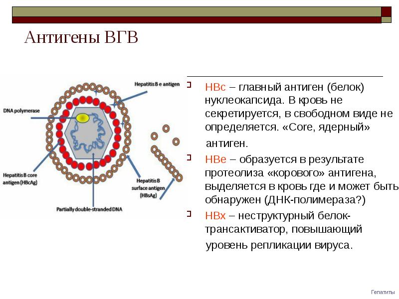 Вирус гепатита в микробиология презентация