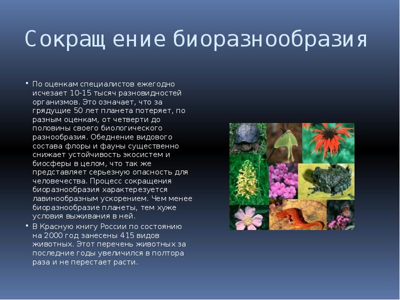 Биологическое разнообразие. Обеднение биоразнообразия это. Рассказ о биологической проблеме. Биологическое разнообразие: причины утраты и пути сохранения.