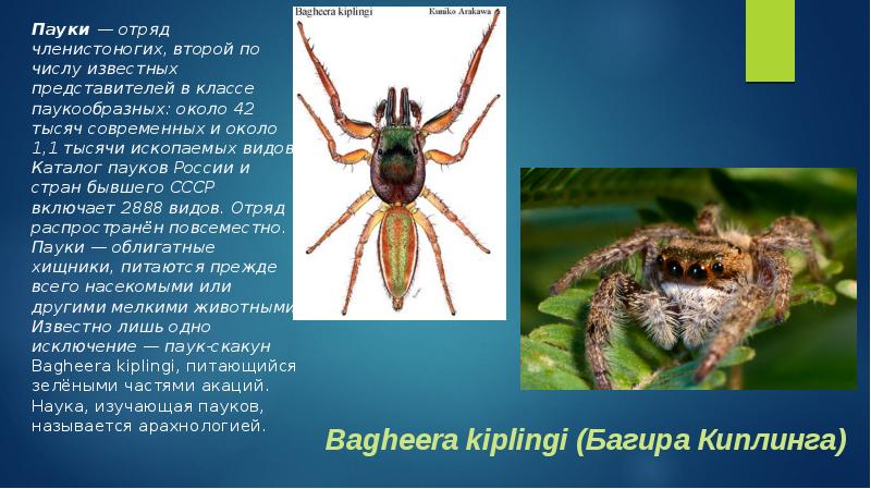 Презентация паукообразные 2 класс