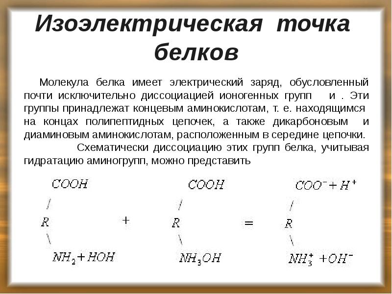 Изоэлектрическая точка белков
Молекула белка имеет электрический заряд, обусловленный почти исключительно Изоэлектрическая точка белков
Молекула белка имеет электрический заряд, обусловленный почти исключительно